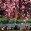 Người dân và khách du lịch chiêm ngưỡng hoa anh đào nở rộ trong mùa Xuân tại Côn Minh, tỉnh Vân Nam, Trung Quốc. (Nguồn: THX/TTXVN)