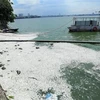Cá hồ Tây chết nổi trắng mặt nước bốc mùi hôi thối tại khu vực đường Trích Sài. (Ảnh: Huy Hùng/TTXVN)