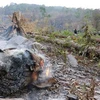 Hiện trường một vụ phá rừng tại huyện Mang Yang, tỉnh Gia Lai. (Ảnh: Dư Toán/TTXVN)