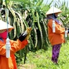 Người trồng thanh long ở Bình Thuận thay đèn sợi đốt bằng đèn compact để giảm giá thành và tiết kiệm điện. (Ảnh: Nguyễn Thanh/TTXVN)