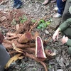 Hòa Bình: Điều tra vụ 200 cây sưa đỏ của người dân bị chặt phá 