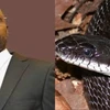 Tổng thống Liberia George Weah và loài rắn khổng lồ có nọc độc. (Nguồn: dockaysworld.com.ng)