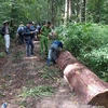 Khởi tố vụ án cưa trộm cây thông quý hiếm tại Lâm Đồng