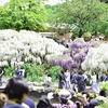 Rất đông du khách đến ngắm hoa Tử Đằng.