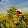 Nông dân thu hoạch lúa. (Ảnh: Lê Minh Sơn/Vietnam+)