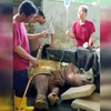 Cá thể tê giác đực cuối cùng của Malaysia đã bị chết. (Nguồn: News Straits Times)
