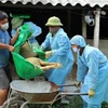 Lợn mắc bệnh dịch tả lợn châu Phi bị chết tại một hộ chăn nuôi ở xã Quang Thiện (huyện Kim Sơn) được lực lượng chức năng đưa đi tiêu hủy. (Ảnh: Minh Đức/TTXVN)