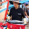Các loại hải sản được đưa từ tàu lên cảng cá Phan Thiết. (Ảnh: Nguyễn Thanh/TTXVN)