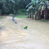 Đường vào xóm Pác Ái, xã Quảng Hưng bị ngập sâu gần nửa mét. (Nguồn: TTXVN phát)