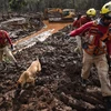 Lực lượng cứu hộ tìm kiếm thi thể nạn nhân sau vụ vỡ đập ở bang Minas Gerais, Brazil. (Nguồn: AFP/TTXVN)