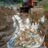 Tiêu hủy lợn bị dịch tả lợn tại huyện Đồng Phú, tỉnh Bình Phước. (Ảnh: Dương Chí Tưởng/TTXVN)