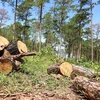 Rừng thông tại Tiểu khu 438A (diện tích rừng đã giao cho Cộng đồng dân cư thôn 4, xã Lộc Ngãi quản lý bảo vệ) bị chặt hạ. (Ảnh: Nguyễn Dũng/TTXVN)