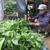 Người dân thôn Pàn Deng, xã Hưng Đạo, huyện Bình Gia, Lạng Sơn kiểm tra cây mỡ giống được hỗ trợ. (Ảnh: Quang Duy/TTXVN)