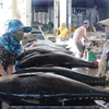 Sơ chế cá ngừ đại dương tại cảng cá Đông Tác, thành phố Tuy Hòa. (Ảnh: Phạm Cường/TTXVN)