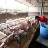 Một trang trại nuôi lợn tại huyện Văn Lâm, Hưng Yên. (Ảnh: Phạm Kiên/TTXVN)
