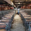 Lợn được nuôi tại trang trại ở tỉnh Giang Tây, Trung Quốc. (Ảnh: THX/TTXVN)
