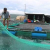 Một bè nuôi thủy sản trên vùng biển vịnh Vân Phong (xã Vạn Thạnh, huyện Vạn Ninh) được người dân kiểm tra, gia cố trước khi bão đổ bộ. (Ảnh: Nguyễn Dũng/TTXVN)
