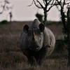 Tê giác đen tại khu vực Nanyuki, Kenya, đứng trước nguy cơ tuyệt chủng. (Ảnh: AFP/TTXVN)