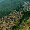 Một khoảng rừng mưa Amazon ở bang Amazonas, Brazil bị cháy rụi. (Ảnh: AFP/TTXVN)
