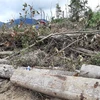 Hiện trường một vụ phá rừng ở Lâm Đồng. (Ảnh: Đặng Tuấn/TTXVN)