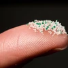 Hạt vi nhựa thường được dùng trong các sản phẩm làm sạch da như tẩy da chết. (Nguồn: greenpeace.org)