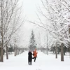 Tuyết phủ trắng xóa trong công viên ở Bắc Kinh, Trung Quốc. (Ảnh: THX/TTXVN)