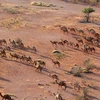 Lạc đà tại miền Trung Australia. (Nguồn: barossaherald.com.au)