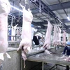 Nhân viên Thú y kiểm tra, lấy mẫu kiểm dịch sản phẩm thịt lợn tại dây chuyền giết mổ lợn ở nhà máy của Công ty Cổ phần Công nghệ thực phẩm Vinh Anh, huyện Thường Tín. (Ảnh: Vũ Sinh/TTXVN)