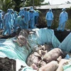 Tiêu hủy ổ dịch tả lợn châu Phi tại xã Tân Hiệp A, huyện Tân Hiệp (Kiên Giang). (Ảnh: TTXVN)