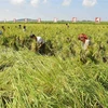 Nông dân thu hoạch lúa trên một cánh đồng ở Triều Tiên. (Ảnh: Yonhap/TTXVN)
