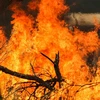 Các đám cháy rừng bùng phát dữ dội tại New South Wales, Australia. (Ảnh: THX/TTXVN)
