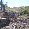 Nhiều cây thông ba lá thuộc rừng phòng hộ nằm trên địa bàn xã Phi Liêng, huyện Đam Rông đã bị triệt hạ, đốt cháy. (Ảnh: Đặng Tuấn/TTXVN)