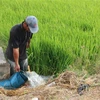 Người dân huyện Tân Trụ (Long An) bơm nước chống hạn. (Ảnh: Thanh Bình/TTXVN)