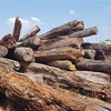 Số gỗ rừng còn sót lại đang bị mục nát tại một bãi tập kết gỗ ở thành phố Đồng Xoài. (Ảnh: Đậu Tất Thành/TTXVN)