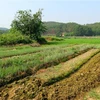 Nhiều diện tích đất sản xuất tại Thừa Thiên-Huế bị thiếu nước. (Ảnh: Tường Vi/TTXVN)