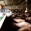 Người chăn nuôi lợn tỉnh Bắc Ninh tái đàn sau bệnh dịch tả lợn châu Phi. (Ảnh: Đinh Văn Nhiều/TTXVN)