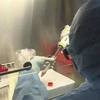 Cán bộ Trung tâm Kiểm soát bệnh tật tỉnh Điện Biên xét nghiệm các mẫu bệnh phẩm nghi ngờ nhiễm virus SARS-CoV-2. (Ảnh: TTXVN)