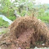 Mưa đá kèm theo gió lốc ở huyện Mộc Châu, tỉnh Sơn La, làm nhiều cây xanh bị bật gốc. (Ảnh: TTXVN phát) 