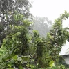 Cơn mưa lớn trên diện rộng, kéo dài gần 4 giờ đồng hồ trên địa bàn tỉnh An Giang, góp phần giải hạn và làm cho thời tiết tại An Giang dịu mát trở lại. (Ảnh: Công Mạo/TTXVN)