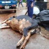 Lâm Đồng: Sét đánh chết đàn bò sữa ở huyện Đức Trọng