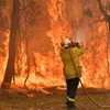 Lực lượng cứu hỏa nỗ lực dập lửa cháy rừng tại Central Coast, Australia. (Ảnh: AFP/TTXVN)