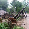 Dông lốc đã làm đổ cây cối tại huyện Tân Uyên (Lai Châu). (Ảnh: Việt Hoàng/TTXVN)