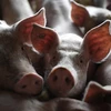 Một trang trại lợn. (Ảnh: AFP/TTXVN)