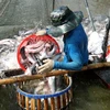 Thu hoạch cá tra thương phẩm ở xã An Nhơn, huyện Châu Thành, tỉnh Đồng Tháp. (Ảnh: TTXVN)