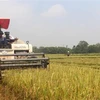 Nông dân huyện Quảng Xương thu hoạch lúa. (Ảnh: Nguyễn Nam/TTXVN)