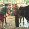 Đắk Lắk: Bắt quả tang cơ sở bơm nước vào bụng bò trước khi giết mổ