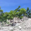 Cây Thanh thất có khả năng chịu được khí hậu khô hạn được trồng nhân rộng trên vùng núi đá rừng phòng hộ ven biển huyện Thuận Nam, Ninh Thuận. (Ảnh: Nguyễn Thành/TTXVN)