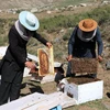 Ong được nuôi tại trang trại ở Dih Salah, tỉnh Baghlan, Afghanistan. (Ảnh: THX/TTXVN)