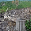 Một gốc cây rừng lớn bị chặt hạ còn sót lại. (Ảnh: Xuân Triệu/TTXVN)