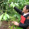 Nông dân huyện Krông Bông, Đắk Lắk, chăm sóc cây càphê. (Ảnh: TTXVN phát)